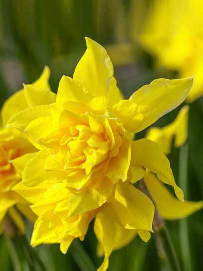 Луковица нарцисса Дабл Кампарнель 3 шт. 