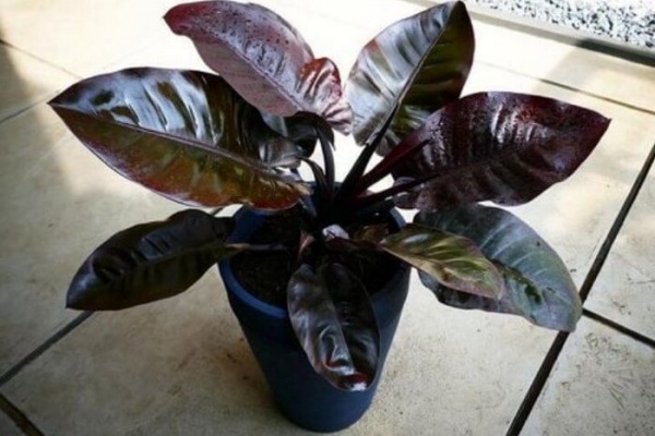 Растение комнатное Филодендрон Black Cardinal 12/40