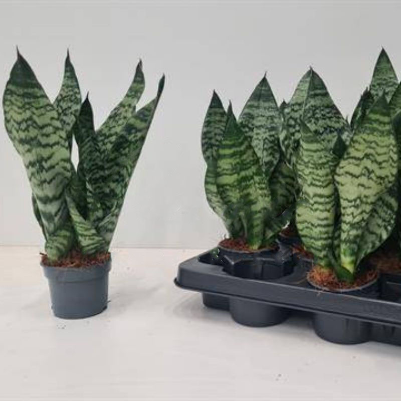 Растение Сансевиерия 12х35 Zeylanica