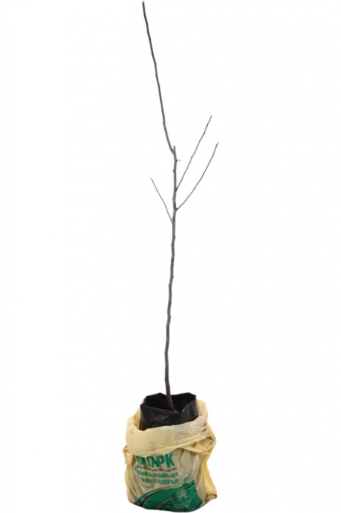 Саджанець Груша в асортименті 3 р (L.15)