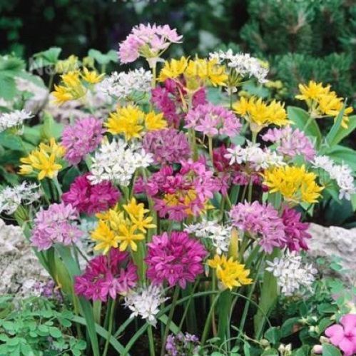 Луковица Лук декоративный смесь 20 шт. 