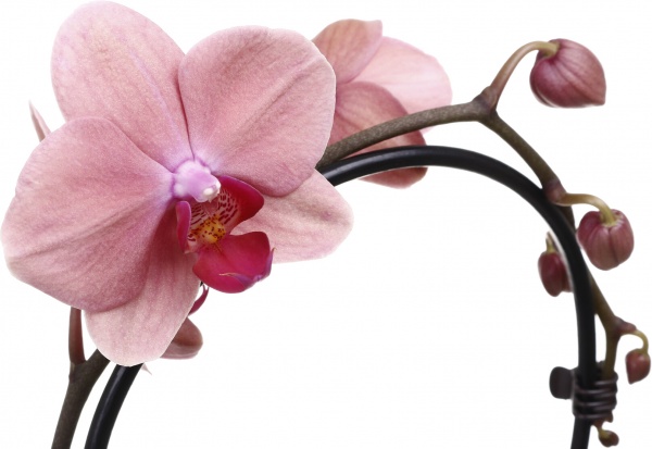 Растение комнатное Фаленопсис Cascade 12x55 см 1 ствол микс