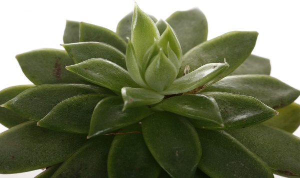 Рослина кімнатна Ехеверія 7х15 см