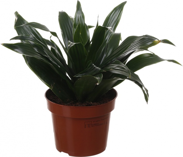 Рослина кімнатна Драцена Компакта 12/25