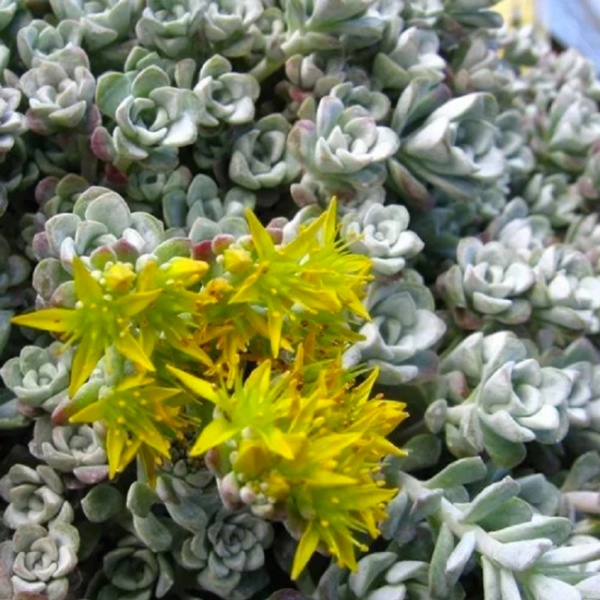 Растение Роза каменная (Седум) / Sedum Р9