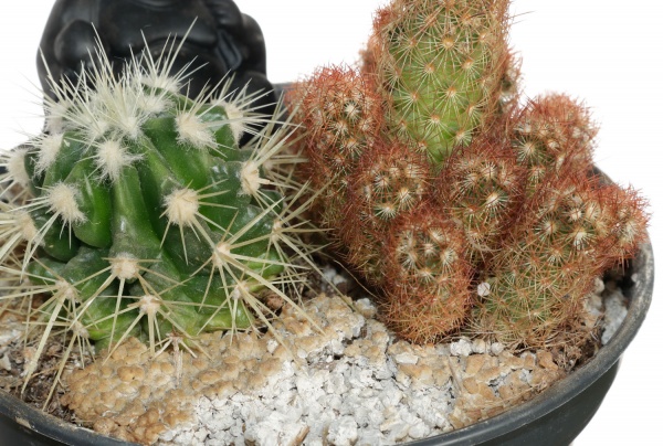Кактус микс в плошке 13/25