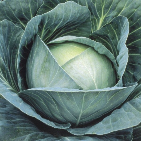 Семена Професійне насіння капуста белокочанная Профессор F1 20 шт. (4820176695703)