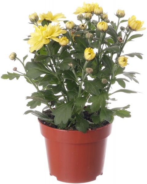 Растение комнатное Хризантема 12/25 микс