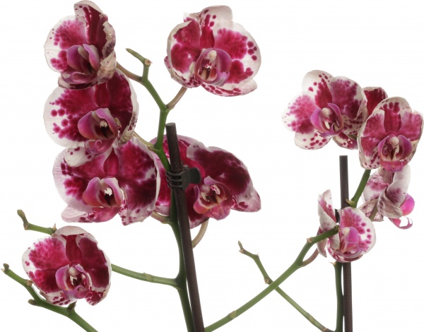 Растение комнатное Фаленопсис микс 1 ствол 12/60-70