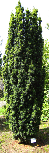 Растение Тис/ Taxus baccata Fastigiate С3, Н.15-20