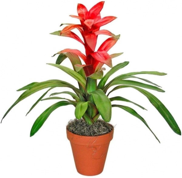 Рослина Гузманія Мінор 9/20 