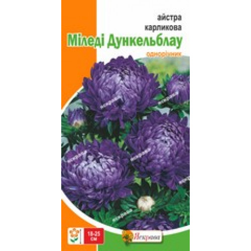 Семена Яскрава астра карликовая Миледи Дункельблау
