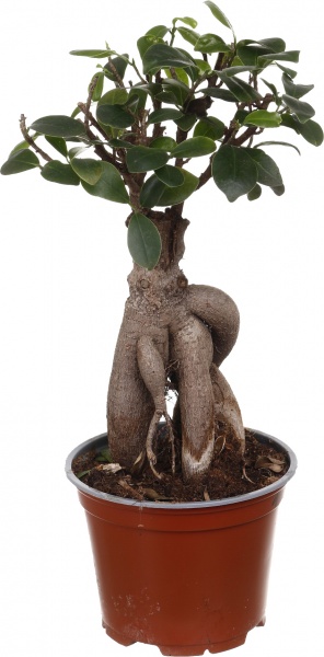 Растение Фикус-бонсай микрокарпа Жинсинг 12/30