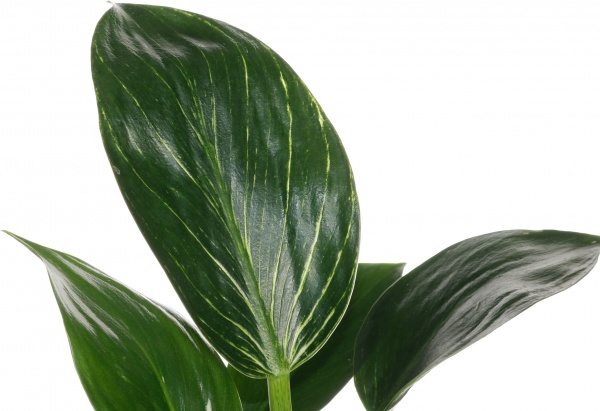 Рослина філодендрон 09/20