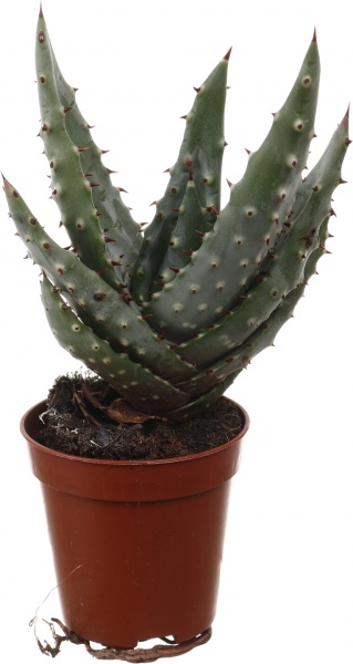 Рослина кімнатна Кактус мікс 5х10 см