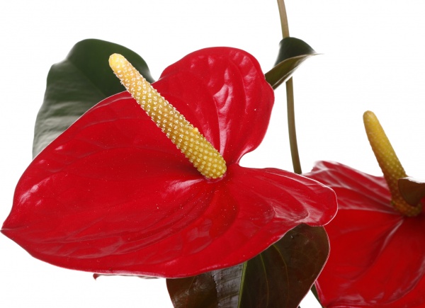 Растение комнатное Антуриум 17/85 туренза new