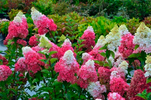 Рослина Гортензія волотиста Фрайс Мельба/Hydrangea paniculata FRAISE MELBA 'RENBA'
