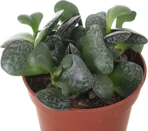 Растение Андромискус 11х15 см