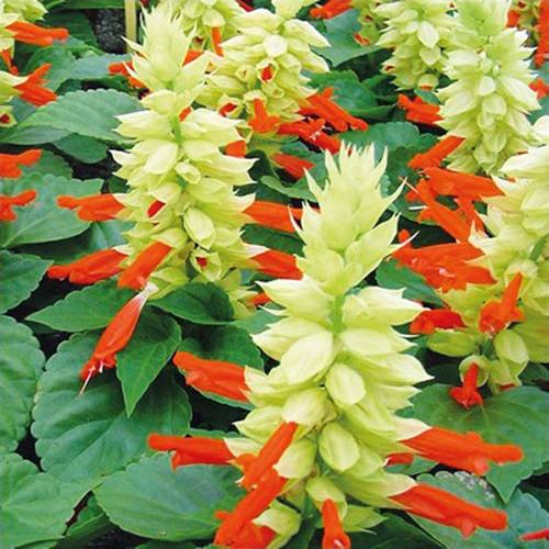 Растение Сальвия спленденс Уника d9