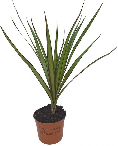 Растение Драцена Маргината 1 ствол d13