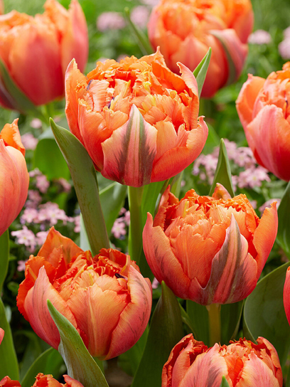 Луковица тюльпана бахромчатого Роял Сентениал 3 шт. TUBERBULB Export B.V.