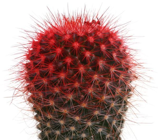 Рослина Кактус різнокольоровий 5/8