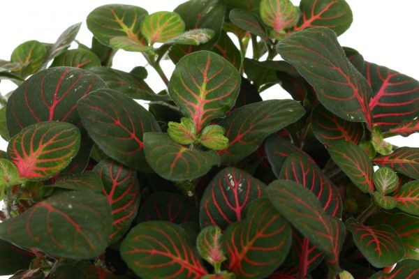 Растение Фитония 12х25 см микс сортовая