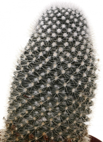 Рослина кімнатна Кактус мікс 14х30 см