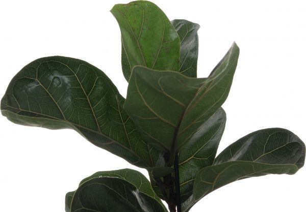 Растение Фикус 12/40 Лира
