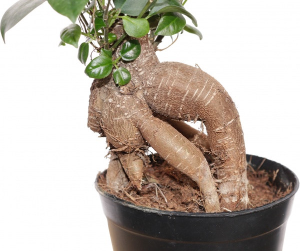 Рослина кімнатна Фікус 11/25 гінсенг