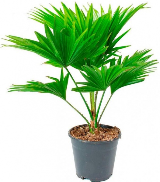 Растение Пальма Ливинстона d19/h60