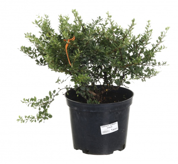 Растение Барбарис Тунберга Kobold (V21-S23 15-20 C5)