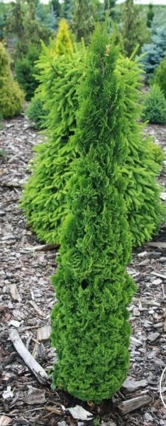 Рослина Туя/ Thuja occidentalis Brobek`s Tower С3, Н15-25
