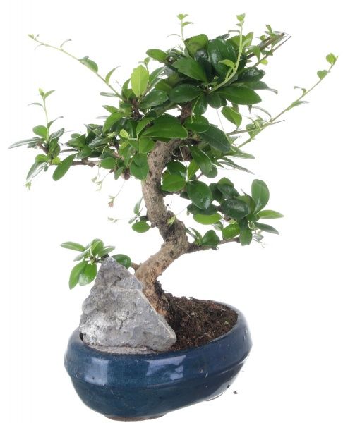 Растение Бонсай в керамической плошке 20/25