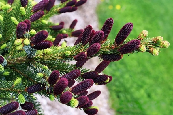 Рослина Ялина біколор / Picea bicolor Howels Dwarf Tigertall, С 15