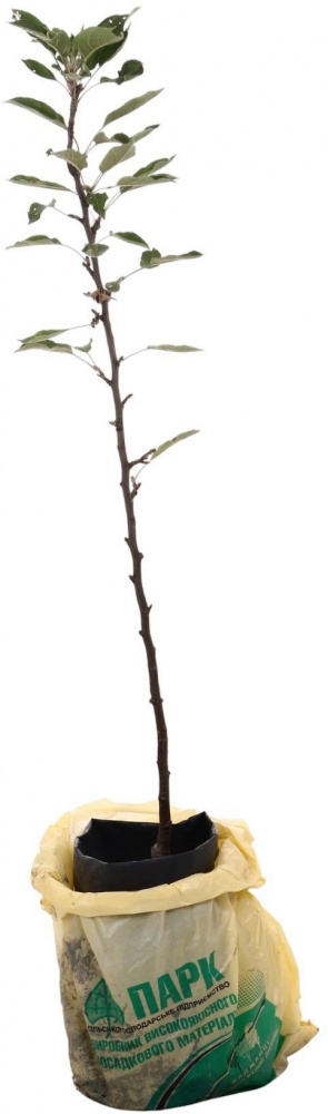 Саженец Яблоня в ассортименте 2 р (з/к)