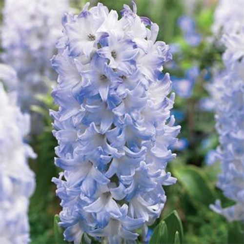 Луковица Яскрава Blue Eyes 2 шт. 