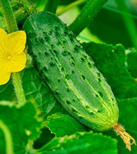 Семена Садовий Світ огурец На зависть соседу F1 Бригадный 2г