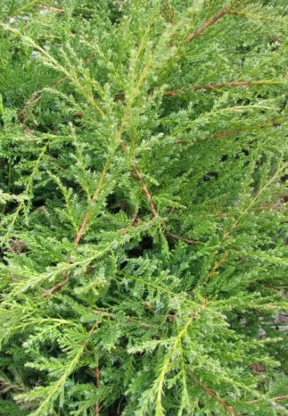 Рослина Ялівець середній Коспакта С3 D20-25