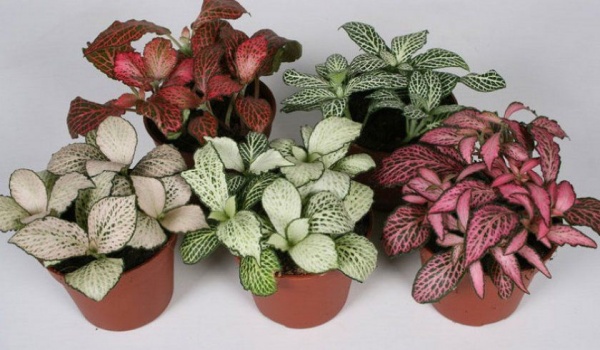 Рослина Фітонія мікс 12/15 