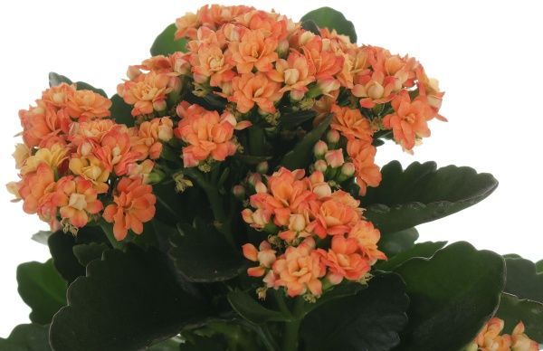 Растение комнатное Каланхоэ Календива 11x25 см