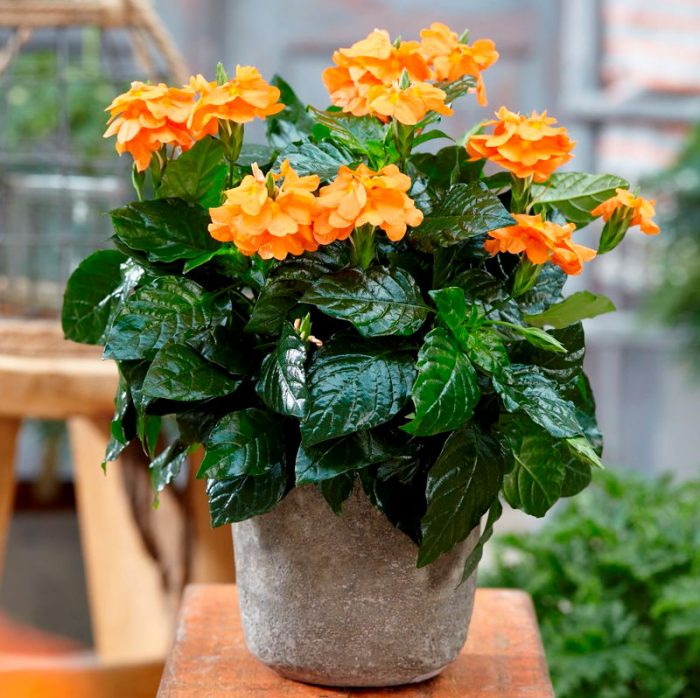 Рослина Кроссандра d9/h20