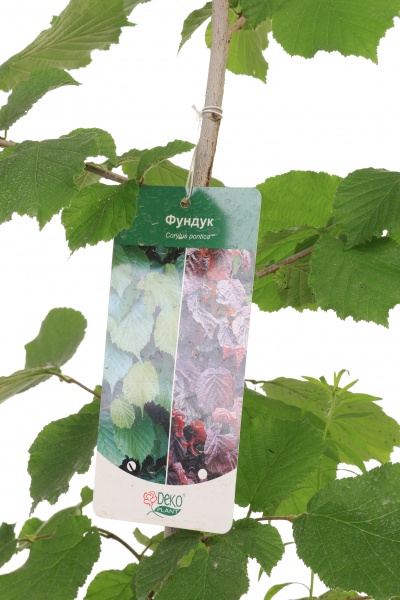 Саженец Dekoplant фундук 2р (C7)