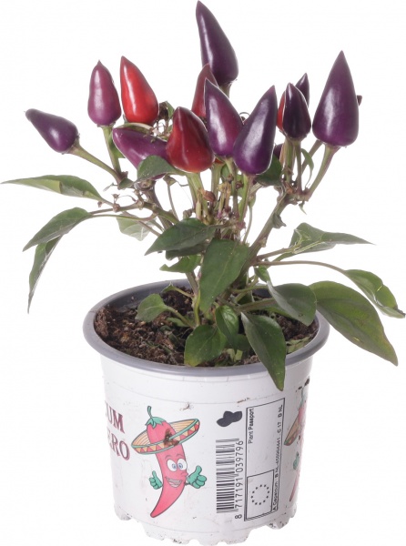 Растение капсикум фиолетовый 11/25