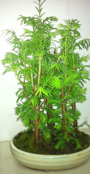 Рослина Матесеквоя бонсай d15/h30