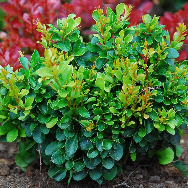 Рослина Барбарис мікс d17/h35