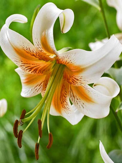 Цибулина лілії орлеанської Леді Аліс 1 шт. 