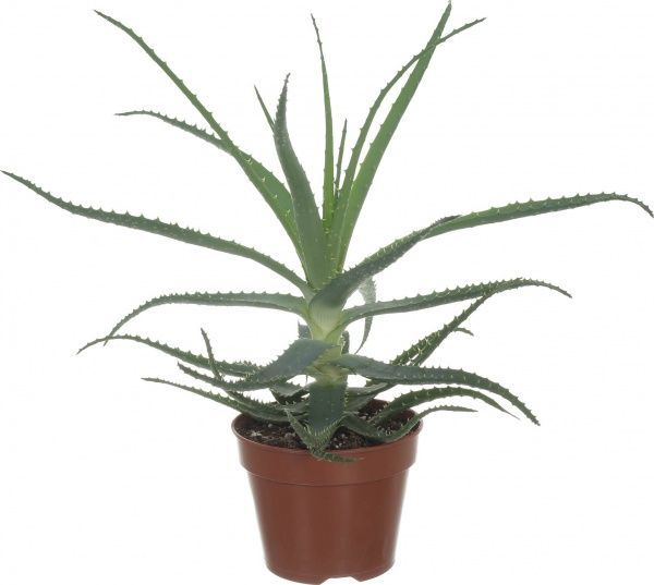 Растение Алоэ микс 15/30