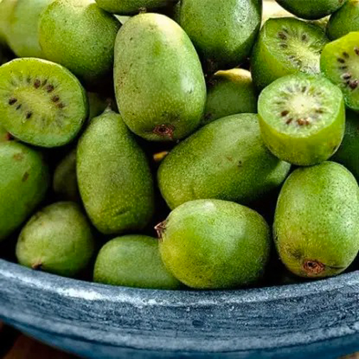 Растение Актинидия острая Lucy (K21-S21 70+ C5)