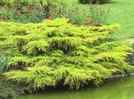 Растение Можжевельник средний / Juniperus pfitzeriana Aurea ( форм ), С20